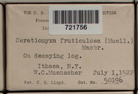 Ceratiomyxa fruticulosa var. fruticulosa image